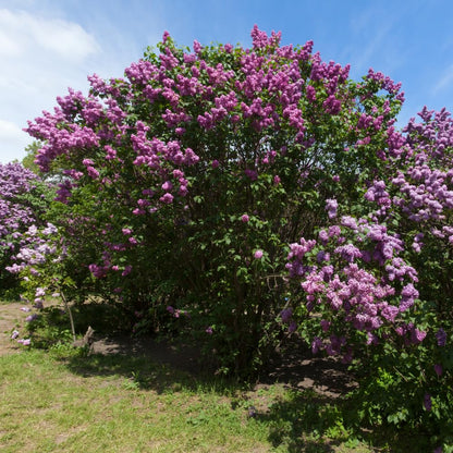 Lilac Tree Live Plant, Dark Purple Lilac Bushes Live Plant, Quart Pot, Dormant in Winter