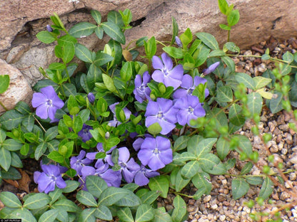 50 Plants Vinca Minor Hardy Perennial Ground Cover