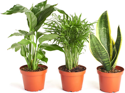 Shop Succulents 3-SILL-PURIFY-4 Windowsill Collection, 4" Grower Pot, Bella Palm/Peace Lily/Snake Plant