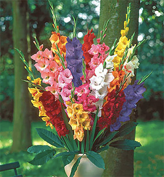 5 Rainbow Gladiolus Mix Bulbs