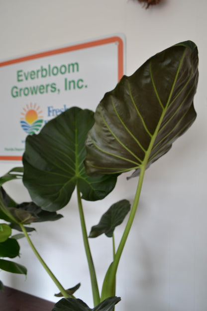 Live Plant Starter Pack | 3 Large Indoor Plants in 10” Pots – Alocasia Regal Shield, White Bird of Paradise & Monstera Deliciosa | Perfect for Apartments, New Homes, Dorm Rooms & Housewarming Gifts