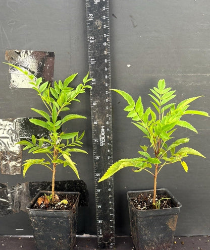 Live Plant - Cape Town Yellow Tecomariasmall Rooted Starter Planthummingbird Heaven