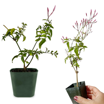 My Shelfie - Mini Pink Jasmine Plant Vine, Jasmine Plant Starter in 2-Inch Pot, Live Plants Outdoor Setting, Jasmine Plant Live Grows to 3-5 Inches, Pet-Friendly, 1-Piece