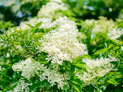 Pack 3 American Elderberry Trees Live Plants for Planting, Sambucus Canadensis Black Elderberry Bush Live Plants, Elderberry Plants Live 6-12 Inch Tall, Sweet Elderberries Fruit Trees, Bareroots