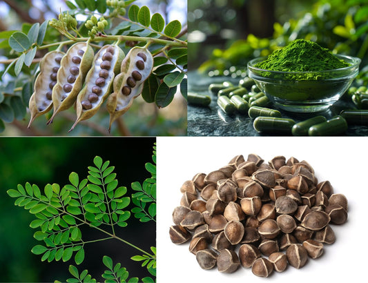 Moringa Tree Seeds for Growing - Grow Moringa Seeds to Eat - Moringa Plant Tree Seedlings - The Tree of Life, Moringa Oleifera (1,000 Seeds)