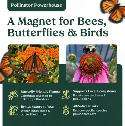 Narrowleaf Milkweed 6 Live Plants (Asclepias fascicularis) – California Native Wildflower for Outdoor Gardens, Monarch Butterfly Host Plant, Drought Tolerant Pollinator Friendly Landscaping