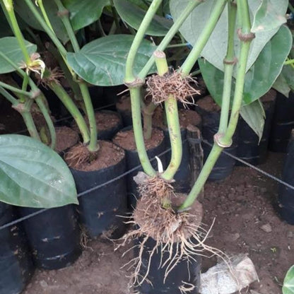 2 Black Pepper Plants, 4-7" Tall Black Pepper Plant Live, Piper Nigrum Starter Plant, Well Rooted for Garden Growing