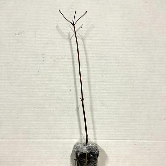 Live Plant - 2 Dappled Willow Trees/Shrubs - 6-12" Tall Seedlings - Live Plants - 2.5" Pots