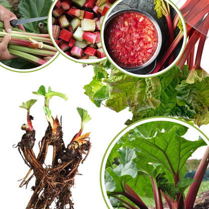 5 Rhubarb Roots for Planting, Crown Rhubarb Rhizomes Perennial Vegetable Plants, Cold Hardy Garden for Outdoor Growing