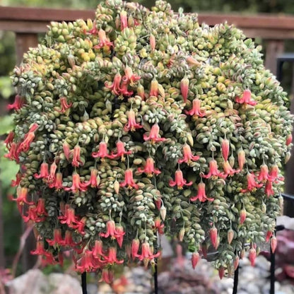 Cotyledon Pendens Succulent Live Plant, 4" Pot, Trailing Succulent Plant, Small Houseplant Cactus for Planting Indoor
