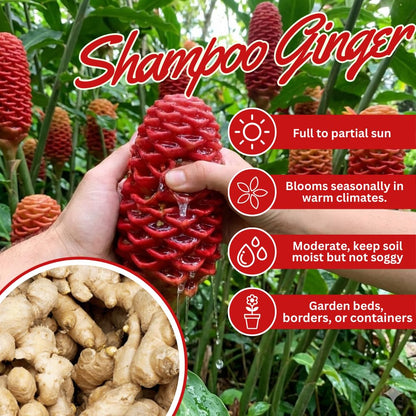 3 Shampoo Ginger Rhizomes for Planting, Live Awapuhi Shampoo Ginger Roots to Grow, Zingiber Zerumbet Fresh Ginger Plant Live