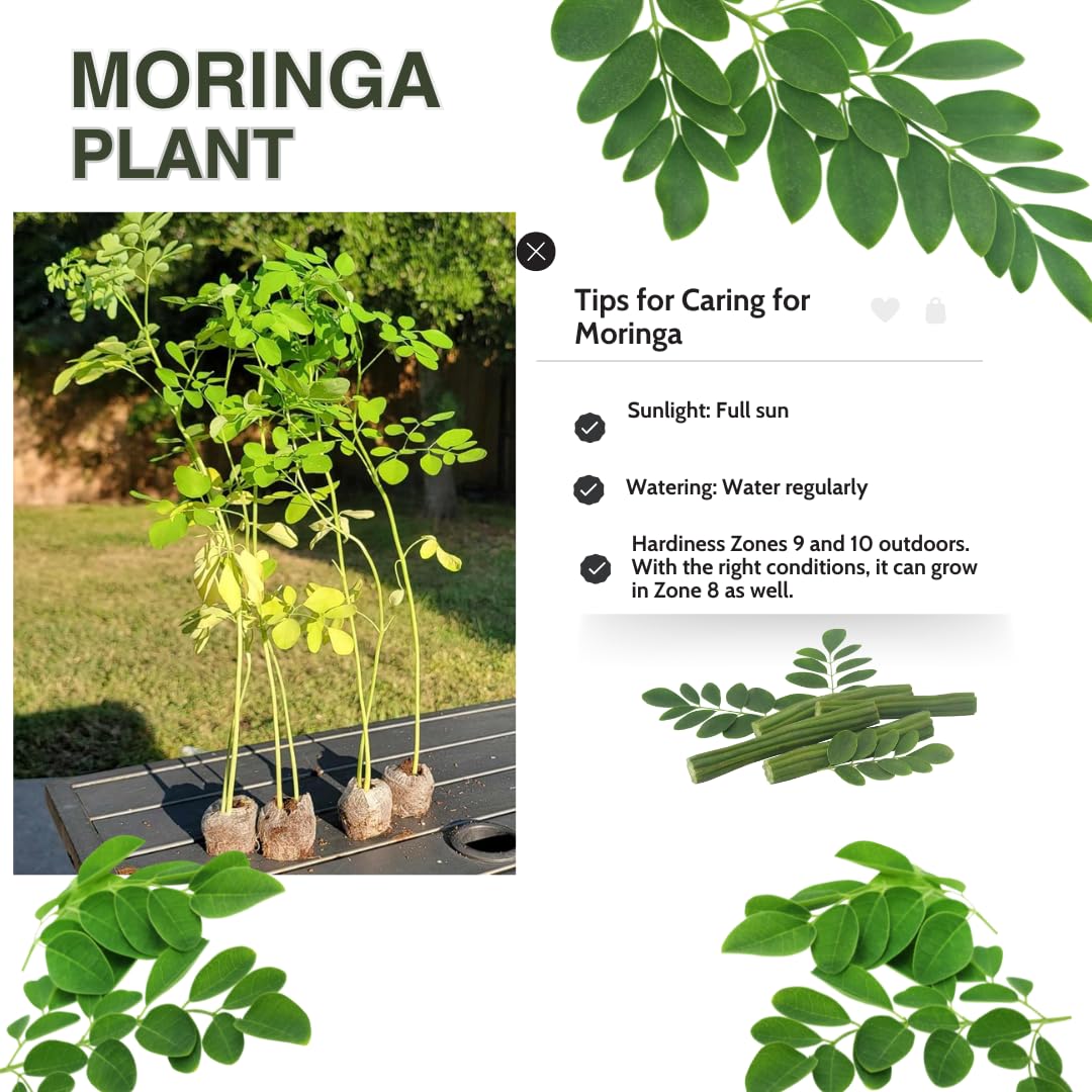 1 Moringa Tree Live Plant, 6-8 Inc Moringa Plants Live, Drumstick Horseradish Tree, Herb Malunggay Plants for Planting, No Pot