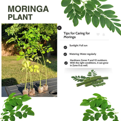 2 Moringa Trees Live Plants, Malunggay Drumstick Horseradish Tree, Moringa Oleifera 6"-8" Tall for Planting