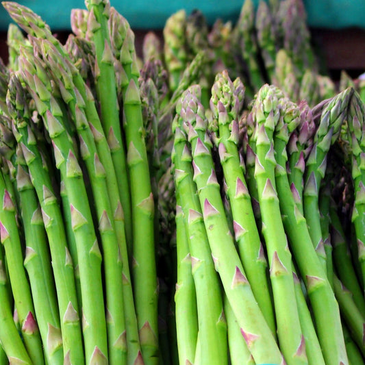 Clovers Garden Asparagus Plants- Two (2) Live Plants – Non-GMO - Not Seeds - Each 4" to 8" Tall – in 4" Inch Pots - High-Yield, Perennial