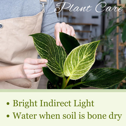 Philodendron Birkin Live Plant in 4" Pot - Philodendron Plant Live Easy to Care and Grow - Indoor Air Purifying Houseplants for Home Office Wedding Decor & Birthday Gift (Heat Pack Included)