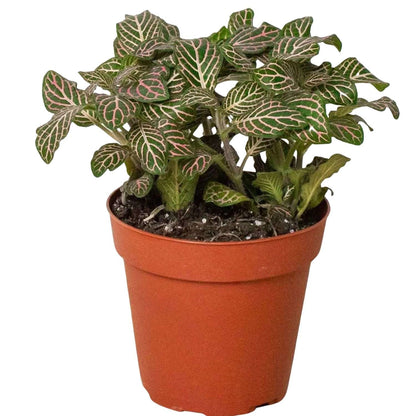 Fitonia Pink Live Plant for Indoor | Different Houseplants in 4'' & 6'' Pot | Real House Plant for Living Room, Office, Desk & Bathroom | [Common Plant Names]