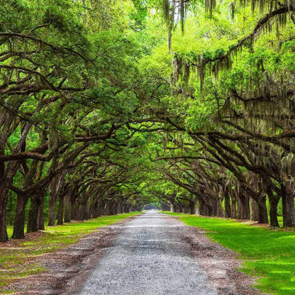 Southern Live Oak Tree | Quercus Virginiana | 3 Live Plants | Durable Picturesque Shade Tree | Dark Green Foliage