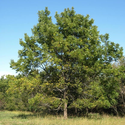 Black Walnut Tree Live Plant in 4" Pot, Hardy Walnut Plant 1 Year Old for Outdoor Planting