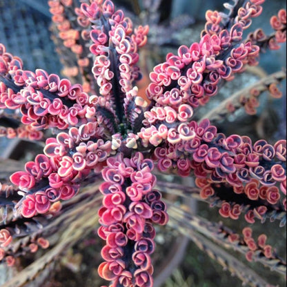 2 Kalanchoe Pink Butterfly Plants Live Indoor Outdoor 2 Inch Pot, Pink Kalanchoe Succulent Mother of Thousands Plant Live