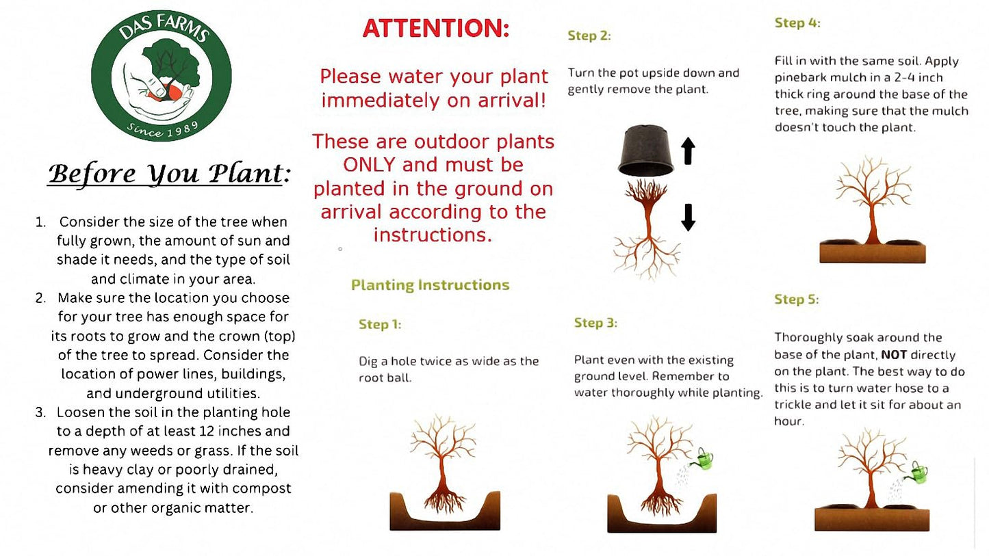 Green Japanese Maple Tree - Live Plant Shipped 2 feet Tall by DAS Farms