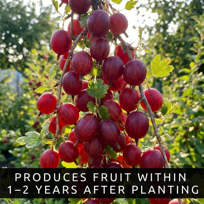 Red Gosseberry Bush Seedling for Growing - 1 Year Well Rooted Plants - Ready to Plant - Hinnomaki Gooseberry (3 Seedlings)