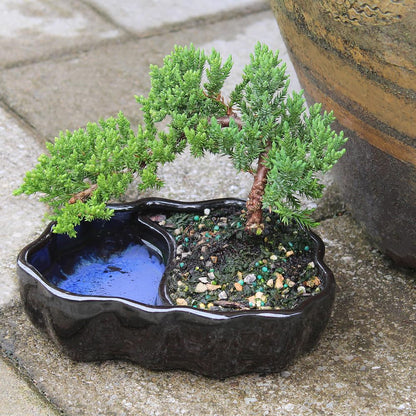 Brussel's Bonsai - Live Green Mound Juniper Bonsai Tree in Zen Reflections Pot, Outdoor Bonsai Tree Live Plant, 3 Years Old, 6-8 Inches Tall, Easy Care Bonsai for Patio Garden (Small)