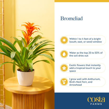 Costa Farms Bromeliad Live Plant in Decorative Pot, Flowering Indoor Houseplant, Perfect for Home, Room, or Office Decor, Great House Warming or Birthday Gift, 16-20 Inches Tall