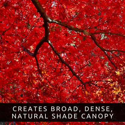 3 Pack Red Maple Trees (Acer rubrum) – Live Hardy Shade Trees, Vibrant Red Foliage, Fast Growing Landscape Trees for Yard & Garden - Ships Dormant, No Leaves