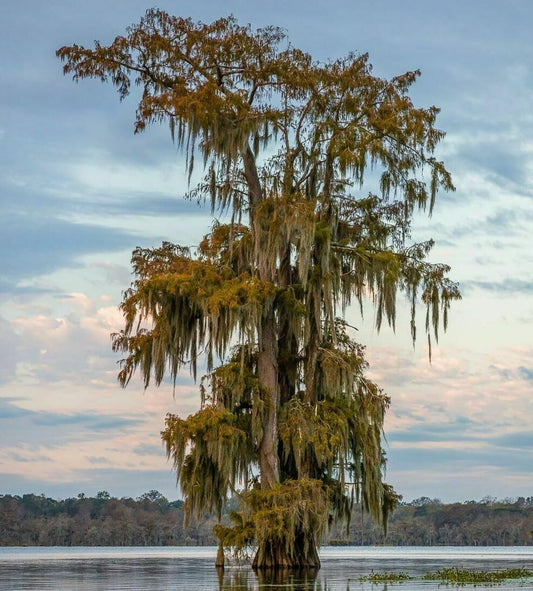 Live Plant - Bald Cypress Tree - Live Plant - 18-24" Tall - Quart Pot - (Taxodium distichum)