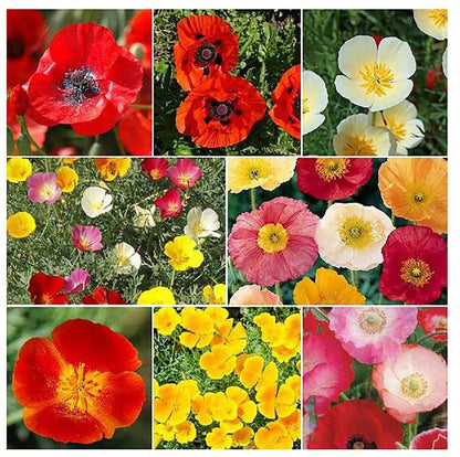 4000 Dwarf Golden West California Poppy Seeds - State Flower, Yellow Poppy, Re-Seeds, Later Blooming Than Golden Poppy
