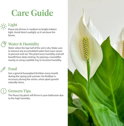 American Plant Exchange Peace Lily, Live Indoor Flowering Houseplant, Easy Care, Low Light, 6-Inch Pot W/Deco Cover, 15-24 Inches Tall, Home, Office & Patio Décor, Housewarming or Sympathy Gift
