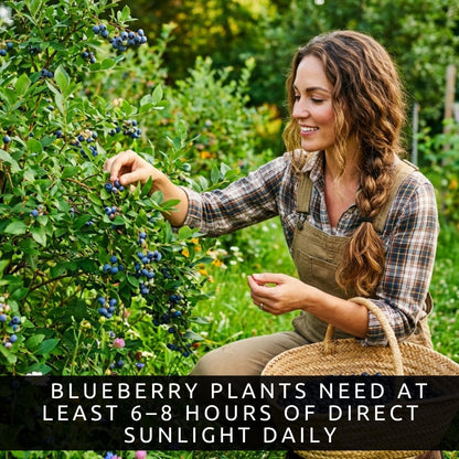 2 Blueray Blueberry Tree Seedlings Live Plant – Fruit Bearing Blueberry Bush Starter – Healthy Rooted Sapling for Outdoor Garden, Patio or Container Growing (2 Plants)