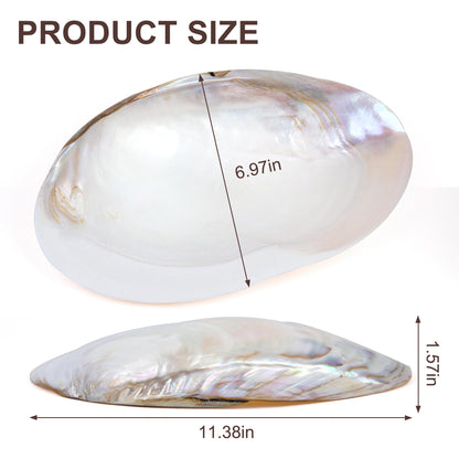 QEQEKAKA 11" Natural Seashell Decorative Bowl (Note: A base is required.) Extra Large Polishing Clam Shell Bowl for Crafts & Coastal Nautical Home,Beach Party Wedding Shell Home Decor