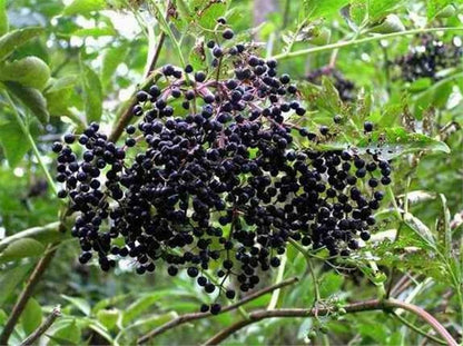 Live Plant - 2 American Elderberry Shrubs - 12" Tall Live Plants, Qt Pot, Sambucus Canadensis