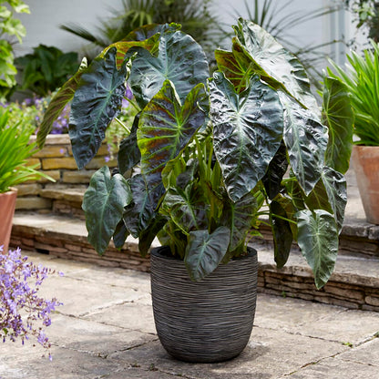 Van Zyverden Elephant Ears Royal Hawaiian Aloha Set of 1 Bulb