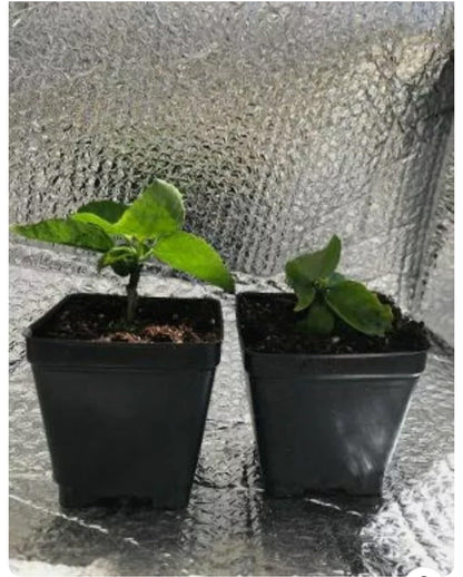 Live Plant - Whipped Cream-Small Rooted Exotic Tropical Hibiscus Starter Plant