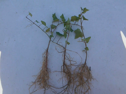 Live Plant - 5 Baltic Sub-Zero English Ivy Bareroot Plants, 6-12" Tall - Hedera Helix Baltica
