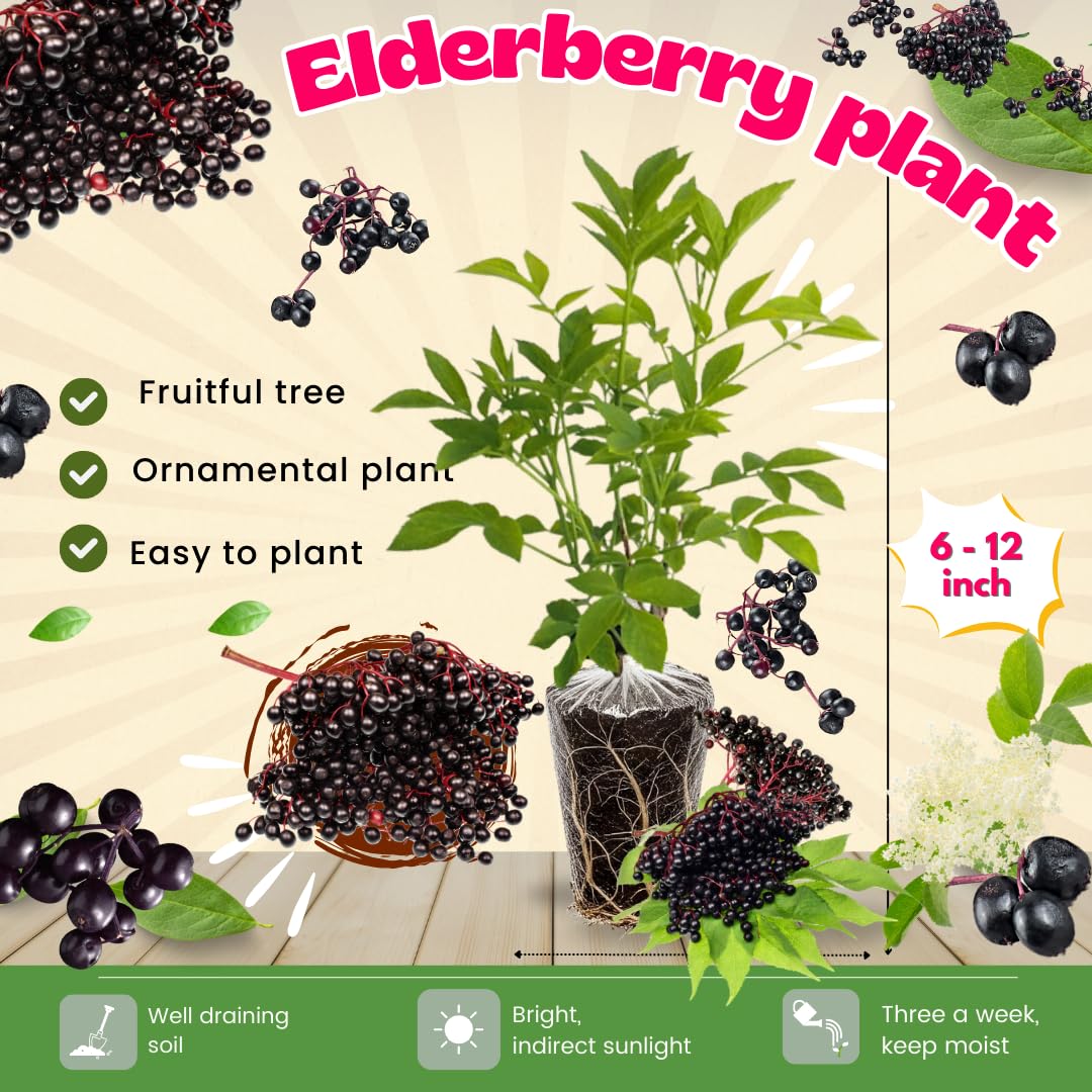 2 American Elderberry Plants Live for Planting, Black Elderberry Bush Live Plant 6 to 12 Inc Height, Bareroots