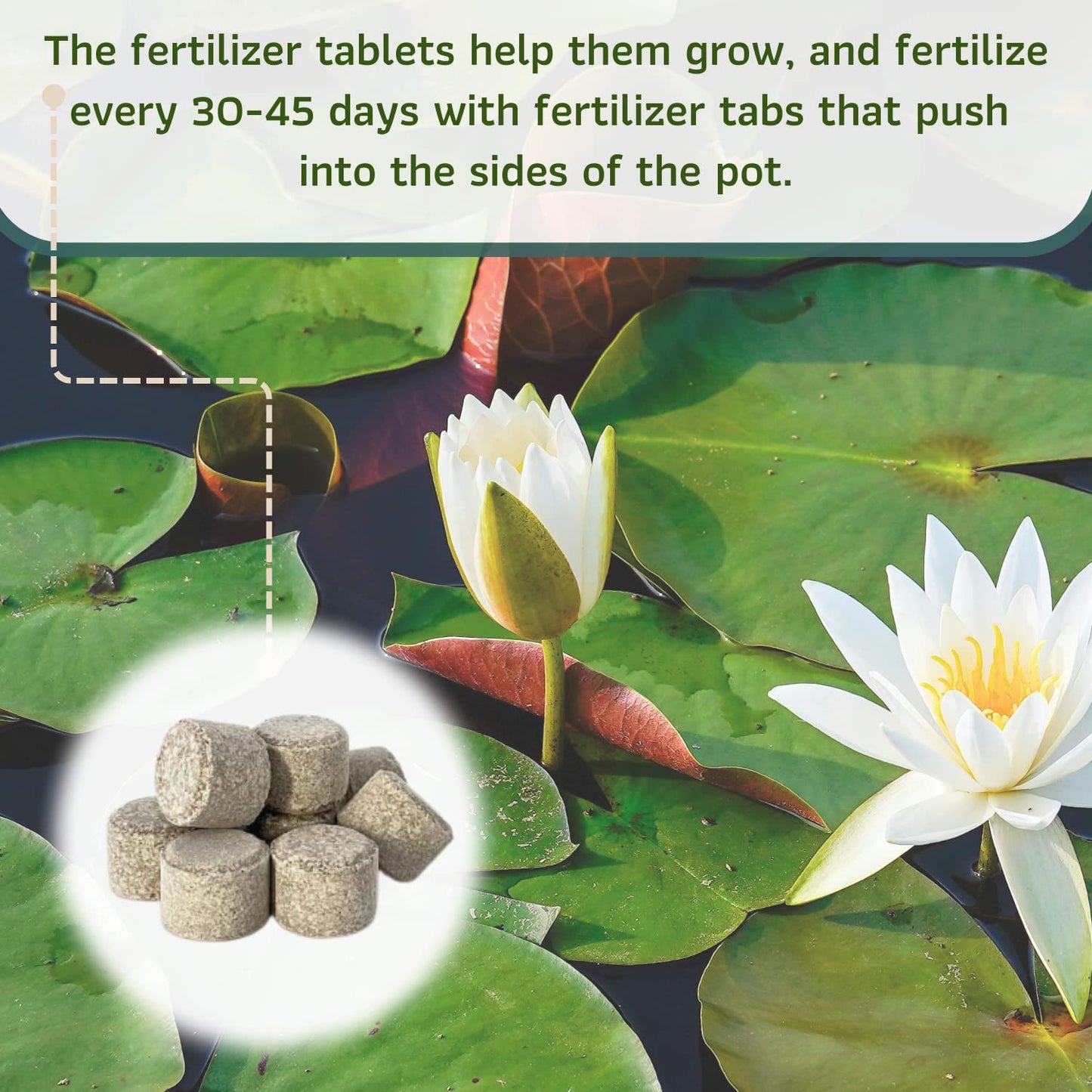 Mainam Mixed Colorful Hardy Water Lily Tuber Live Aquarium Plant for Freshwater Fish Pond Balcony Buy 2 GET Fertilizer Free (White Nymphaea Denver)