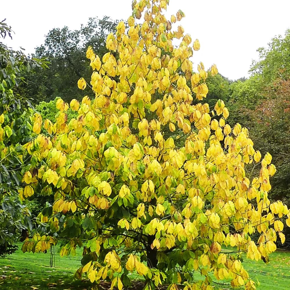 Live Pawpaw Tree 6-15 Inch Tall, Paw Paw Plant for Outdoor Planting, Quart Pot, Cold-Hardy Fruit Tree for Home Orchard