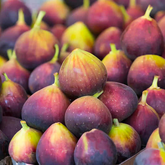 Chicago Cold Hardy Fig Tree Live Plant – Fast Growing, Cold Hardy Fruit Tree for Outdoor Planting – Chicago Cold Hardy Fig for Home Garden, Patio & Orchard (1 Gallon/Potted/Single Plant)