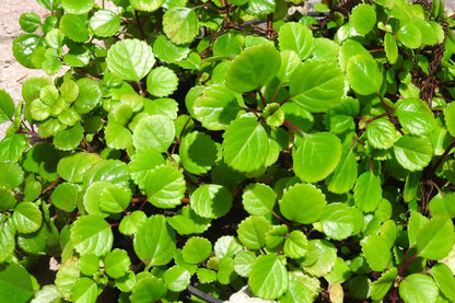 Yunaksea 1 Pot Swedish Ivy Plant Live, Plectranthus Swedish Ivy Mint Herbs, 4" Pot Indoor Outdoor Home Garden