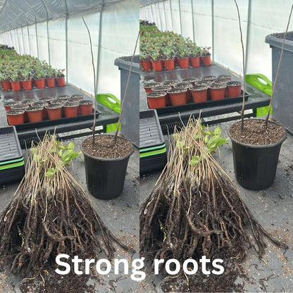 2 Pots Pawpaw Trees Live Plants, 6-12" Bare Roots Paw Paw Seedling Plants, 1 Year Old Well Rooted, Common Pawpaw Asimina Triloba