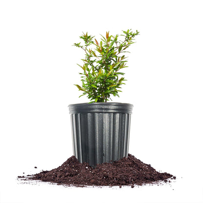 Russian Pomegranate in a 1 Gal. Grower's Pot | Cold Hardy Drought Tolerant | Yields Large Delicious Fruit | Real Dwarf Fruiting Tree