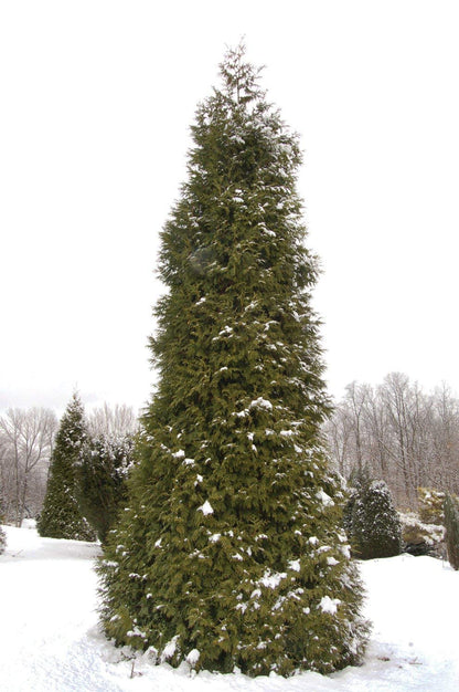 Thuja Plicata 'Green Giant' Arborvitae - 1 Quart Size Plant - Live Evergreen Privacy Tree