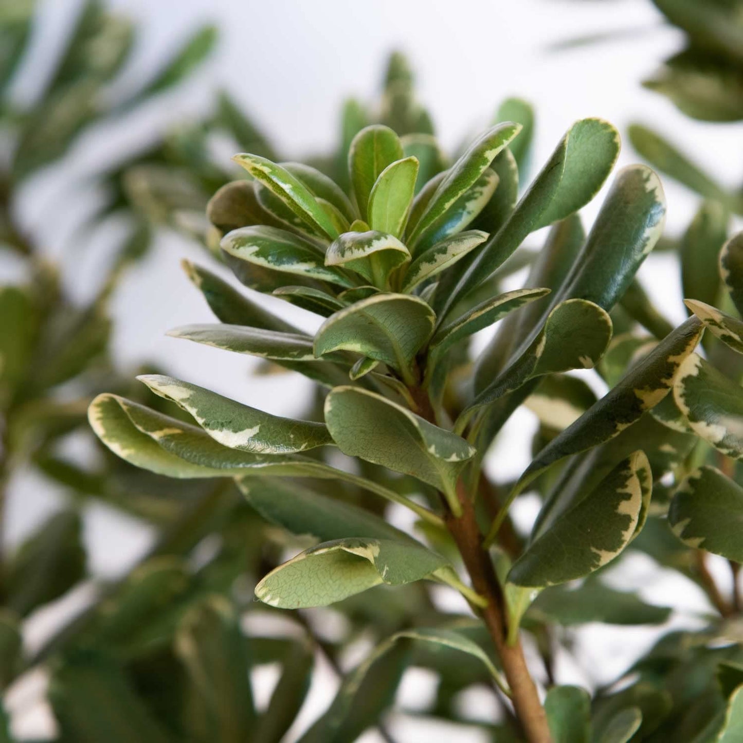 Variegated Pittosporum 'Japanese Mock Orange' (2.5 Quart) Evergreen Shrub with Green and Cream-White Foliage - Part Sun Live Outdoor Plant