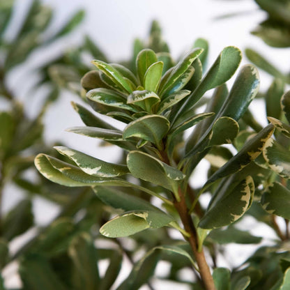 Variegated Pittosporum 'Japanese Mock Orange' (2.5 Gallon) Evergreen Shrub with Green and Cream-White Foliage - Part Sun Live Outdoor Plant