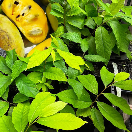 3 Pawpaw Trees Live Plants, 1 Year Old Paw Paw 7 to 12" Tall Bare Roots, Dormant in Winter