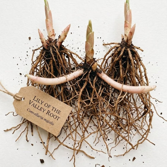 20 Lily of The Valley Plant Bare Roots, Hardy Perennial May Lily, Easy to Grow Fragrant Flower for Outdoor Gardens
