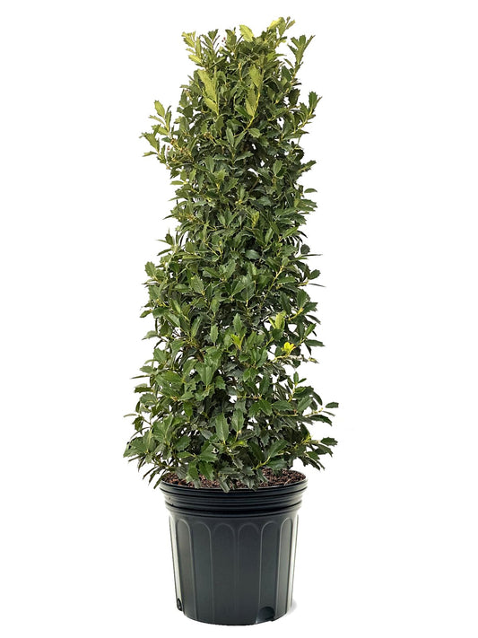 Generic Oak Leaf Holly, Emerald Green Foliage, Medium Growth Rate, Evergreen, 7 gal, Nursery Pot